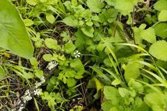 Geranium wakkerstroomianum