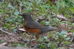 Turdus hortulorum