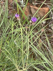 Oocephala staehelinoides