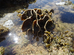 Lamellodysidea herbacea