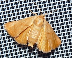 Apoda limacodes