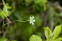Geranium wakkerstroomianum