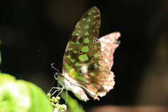 Graphium agamemnon agamemnon