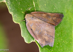 Ricaniinae