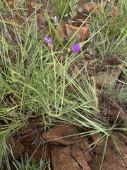 Oocephala staehelinoides