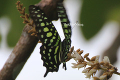 Graphium agamemnon agamemnon