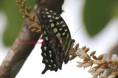 Graphium agamemnon agamemnon