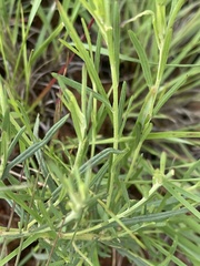 Oocephala staehelinoides