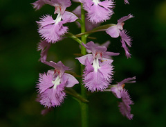Platanthera grandiflora