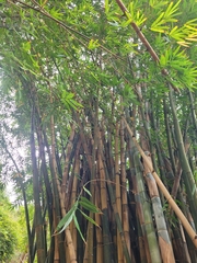 Dendrocalamus giganteus