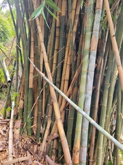 Dendrocalamus giganteus