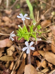 Plumbago zeylanica