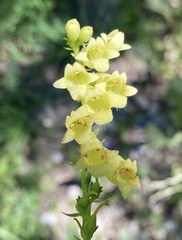 Digitalis lutea