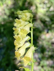 Digitalis lutea