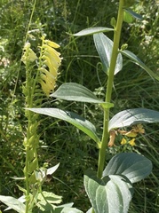 Digitalis lutea