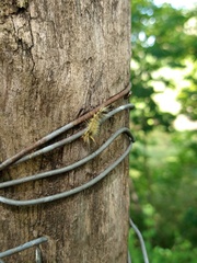 Halysidota ruscheweyhi