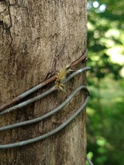 Halysidota ruscheweyhi