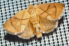 Apoda limacodes