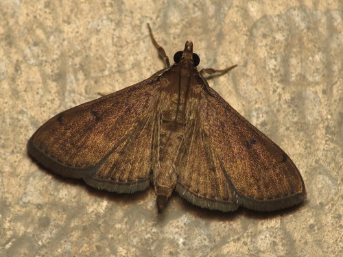 Dusky Herpetogramma Moth photo 3