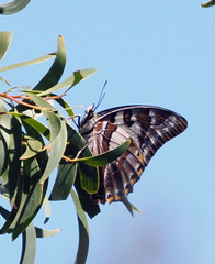 Charaxes sempronius