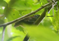 Cantorchilus semibadius