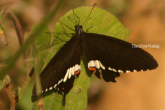 Papilio polytes romulus