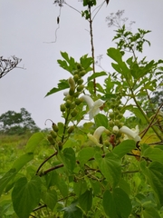 Amphilophium