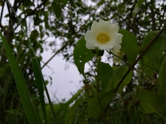 Amphilophium