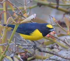 Euphonia affinis