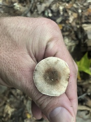 Lepiota roseotincta