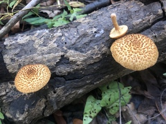Gymnopilus fulvosquamulosus