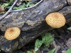 Gymnopilus fulvosquamulosus