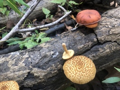 Gymnopilus fulvosquamulosus