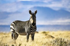 Equus zebra zebra