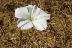 Convolvulus capensis
