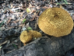 Gymnopilus fulvosquamulosus