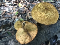 Gymnopilus fulvosquamulosus