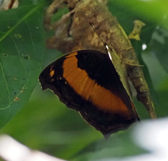 Yoma sabina