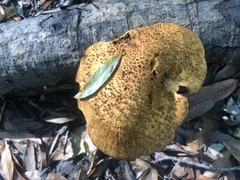 Gymnopilus fulvosquamulosus