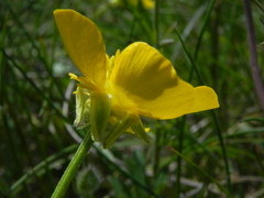 Ranunculus neapolitanus