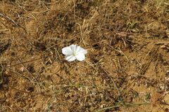 Convolvulus capensis