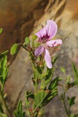 Pelargonium scabrum