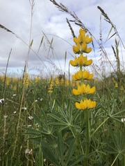 Lupinus luteus