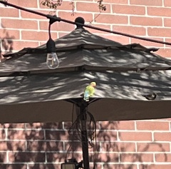 Agapornis roseicollis