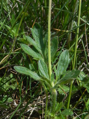 Ranunculus neapolitanus
