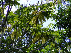 Austromuellera trinervia