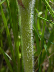 Ranunculus neapolitanus