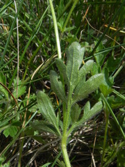 Ranunculus neapolitanus