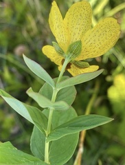 Hypericum richeri burseri