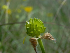 Ranunculus neapolitanus